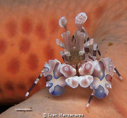 Shrimp portrait
I took this shot using my old Olympus SP... by Ivan Manzanares 